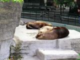 Seals - морские котики Seals - морские котики