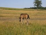 Жеребенок/Foal