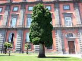 Napoli - Alla Reggia di Capodimonte Napoli - Alla Reggia di Capodimonte