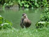 Quack!