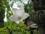 桔梗 Balloon flower 桔梗 Balloon flower