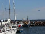 Horten harbour