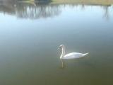 Swans on Forlanini