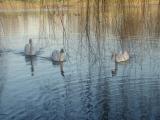 Romantic swans and reflection of cold water