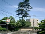 長町の栂(トガ)の木 長町の栂(トガ)の木