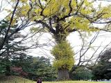 京都 御苑 銀杏巨人 ginkgo 京都 御苑 銀杏巨人 ginkgo