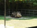 asazoo 23 安佐動物公園 ラクダ asazoo 23 安佐動物公園 ラクダ