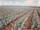 Rows of pineapples Rows of pineapples