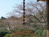 Japanese garden in Ryoan-ji temple, Kyoto Japanese garden in Ryoan-ji temple, Kyoto