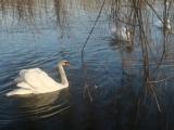 Swans on Forlanini's Lake