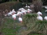 Прага, Zoo Прага, Zoo