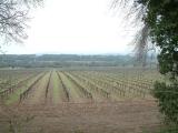 Vinyes prop de Poblet Vinyes prop de Poblet