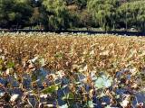 Behai Park Lake & The White Dagoba Behai Park Lake & The White Dagoba
