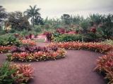 Garten von Dole(Ananas Factory)Hawaii auf Oahu Garten von Dole(Ananas Factory)Hawaii auf Oahu