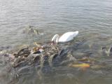 Swan VS Carp