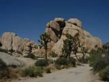 Joshua Tree-13