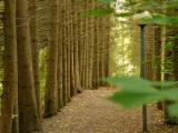 Дендрарий - Arboretum Дендрарий - Arboretum