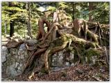 -- Wurz --- -- Wurz ---