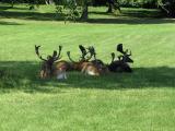 Animals Animals