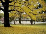 京都 御苑 京都 御苑