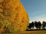 Yellow Trees...(Gule Trær,ved Tyvholmen-vesleMjøsa)