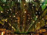 Lost in the City Jungle Lost in the City Jungle