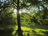 Lichterbaum Lichterbaum