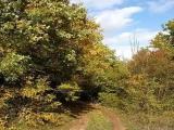 Forest road in Kalenda area Forest road in Kalenda area