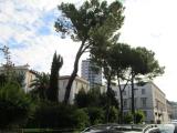 Alberi in via Saffi Alberi in via Saffi