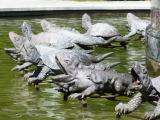 Crying Crocodiles Crying Crocodiles