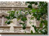 fra poco si maturano les naranjas! fra poco si maturano les naranjas!