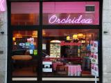 Orchidea Orchidea