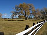 fall Cottonwood fall Cottonwood