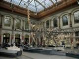 Naturkundemuseum Naturkundemuseum