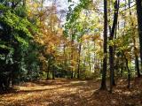Herbst auf dem Spiezberg (© Fred53) Herbst auf dem Spiezberg (© Fred53)