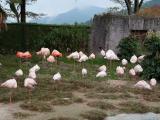 20101107安佐動物公園 フラミンゴ 20101107安佐動物公園 フラミンゴ