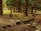 奈良公園 Nara park 奈良公園 Nara park