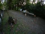 哲学の道 猫の集会 哲学の道 猫の集会