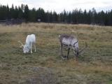 Reindeers Reindeers