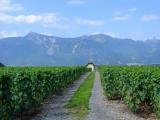 Aigle