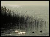 Armonia lacustre Armonia lacustre
