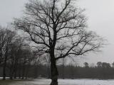 winter in Neues Schloss Schleiueheim park