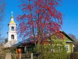 Ashberries / Kimry, Russia Ashberries / Kimry, Russia
