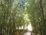 Bamboo alley