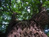 Eichenrinde im Stadtpark Eichenrinde im Stadtpark