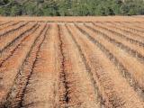 Vinyes a Poblet Vinyes a Poblet