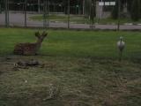 Зоопарк / Zoo Зоопарк / Zoo