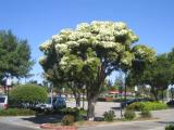 blühender Baum blühender Baum