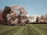 Cerezos en flor.The White House .