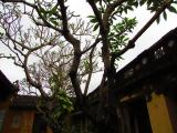 Patio trong nhà cổ